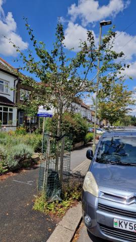 Tree on Horsham Avenue